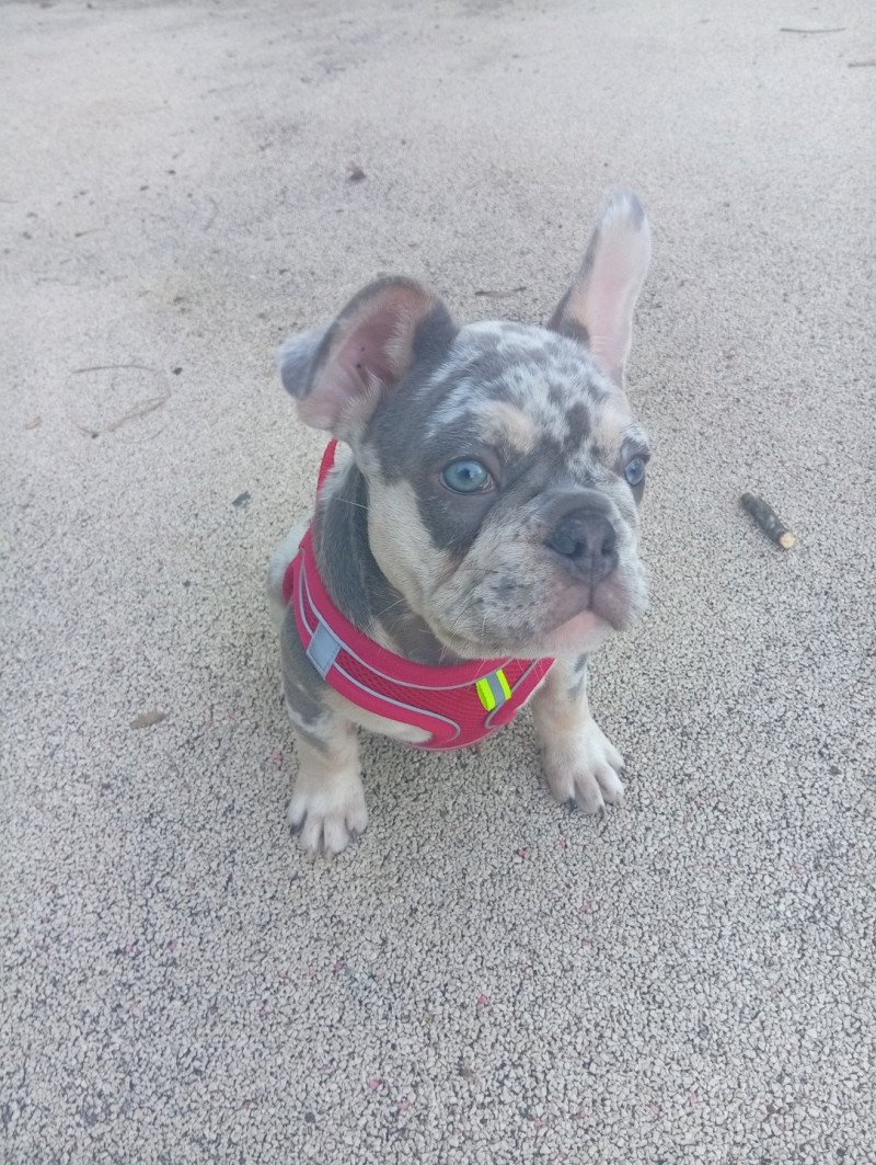 ALVIN Mâle Bouledogue francais