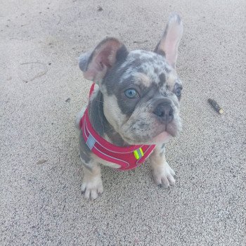 chiot Bouledogue francais Lilac Merle Tan New Shade ALVIN Famille Dog Etoilé