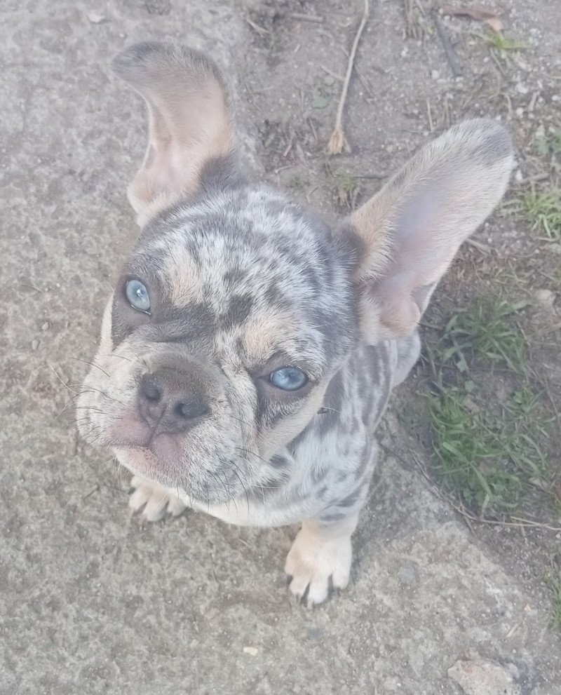 ALVIN Mâle Bouledogue francais