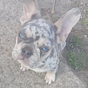 chiot Bouledogue francais Lilac Merle Tan New Shade ALVIN Famille Dog Etoilé