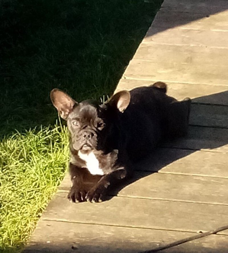 ARIZONA Femelle Bouledogue francais