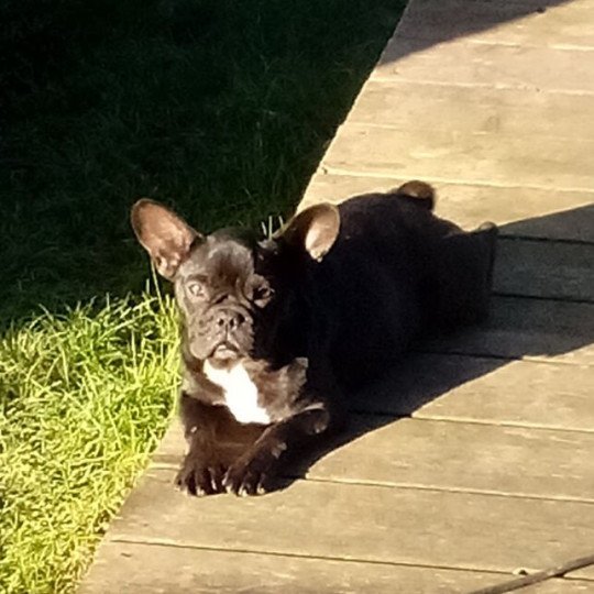 ARIZONA Femelle Bouledogue francais