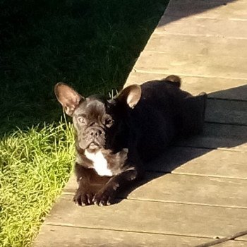 chien Bouledogue francais Cacao dark porteuse bleu et tan ARIZONA Famille Dog Etoilé