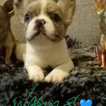 chiot Bouledogue francais Fluffy caille fauve merle BOUNTY 💙 Famille Dog Etoilé