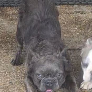 chien Bouledogue francais Fluffy bleu Brooklyn Famille Dog Etoilé