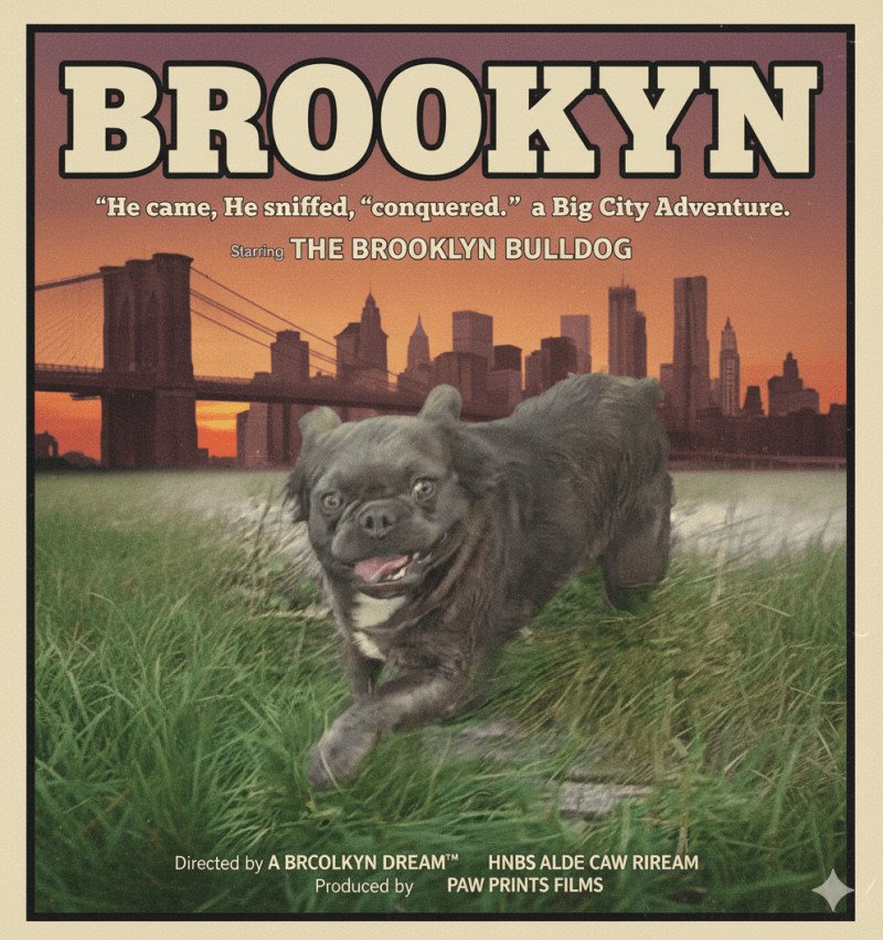 Brooklyn Femelle Bouledogue francais