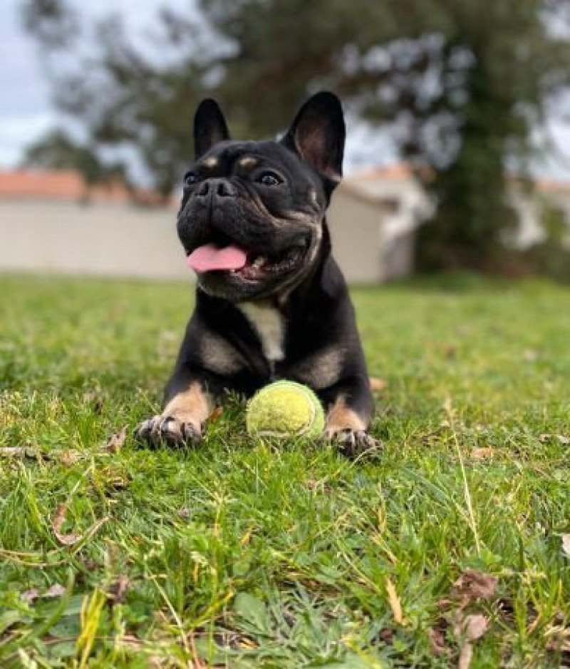 NEVADA Femelle Bouledogue francais