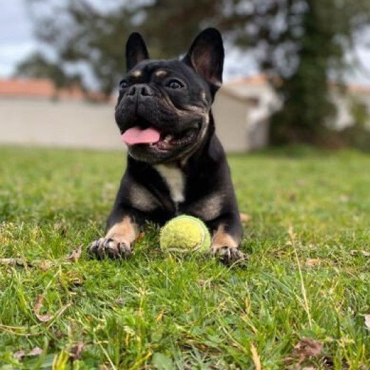 NEVADA Femelle Bouledogue francais