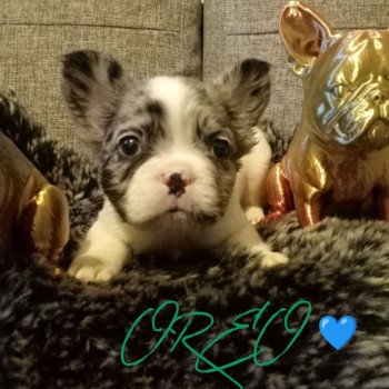 chiot Bouledogue francais Fluffy caille merle OREO 💙 Famille Dog Etoilé