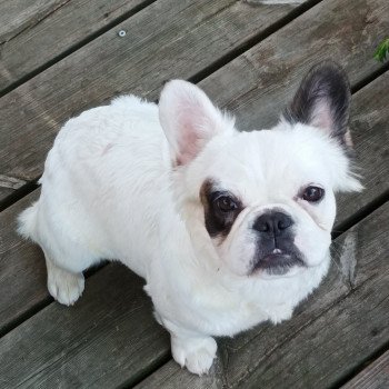 chien Bouledogue francais Seattle La vallée sacrée du bouledogue