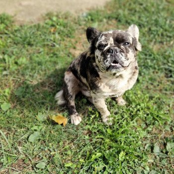 chien Bouledogue francais Black merle fluffy Sydney La vallée sacrée du bouledogue