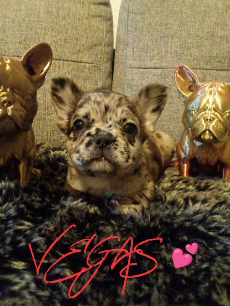 VEGAS Femelle Bouledogue francais