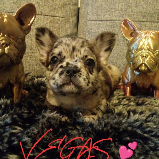 VEGAS Femelle Bouledogue francais