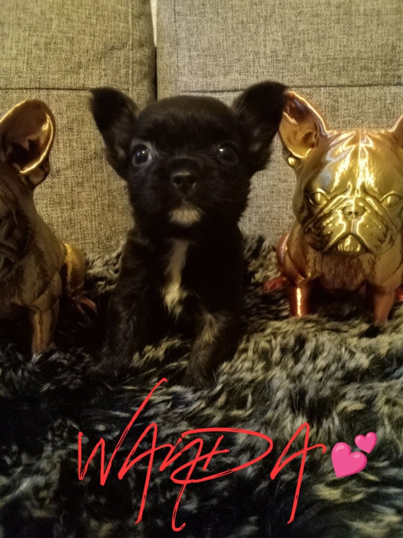 WANDA Femelle Bouledogue francais