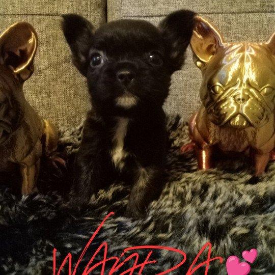 WANDA Femelle Bouledogue francais