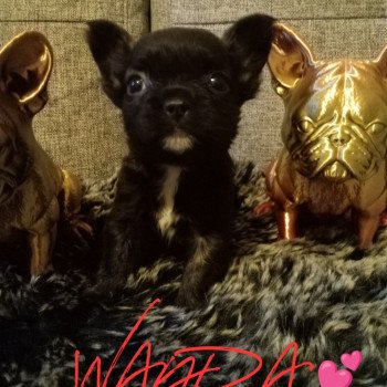 chiot Bouledogue francais Fluffy noire WANDA 💕 Famille Dog Etoilé