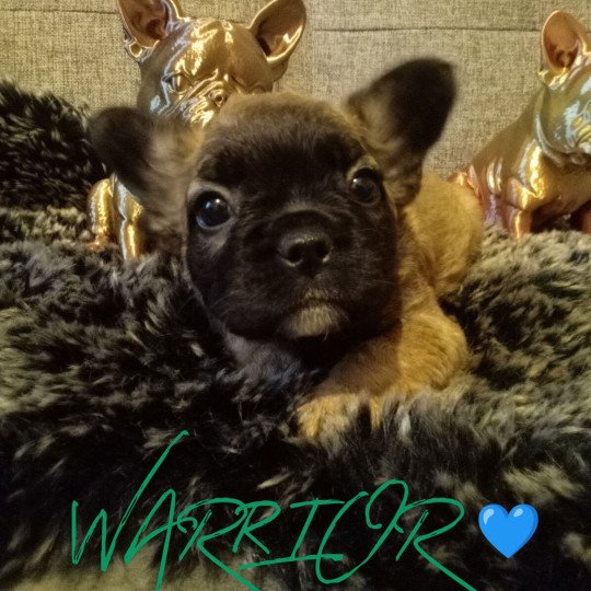 WARRIOR Mâle Bouledogue francais