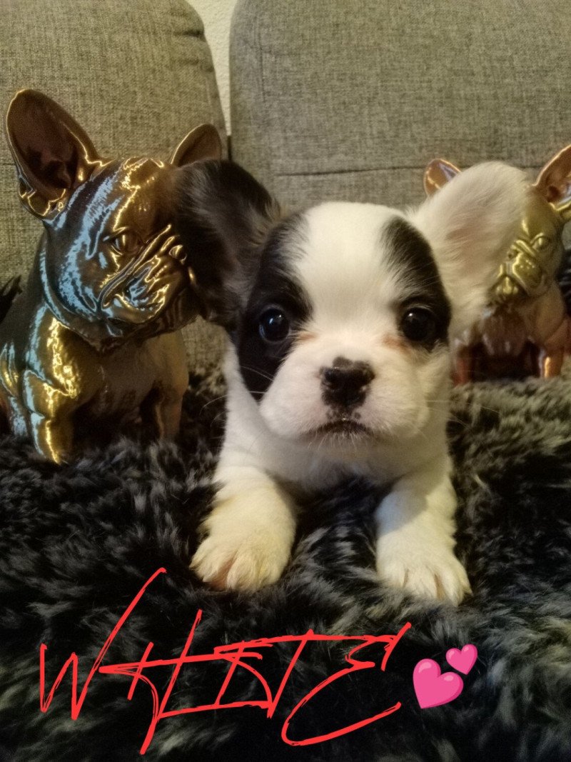 WHITE Femelle Bouledogue francais