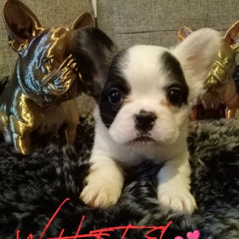 chiot Bouledogue francais Fluffy caille noir WHITE 💕 Famille Dog Etoilé